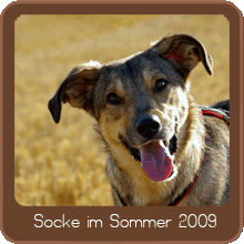 Socke